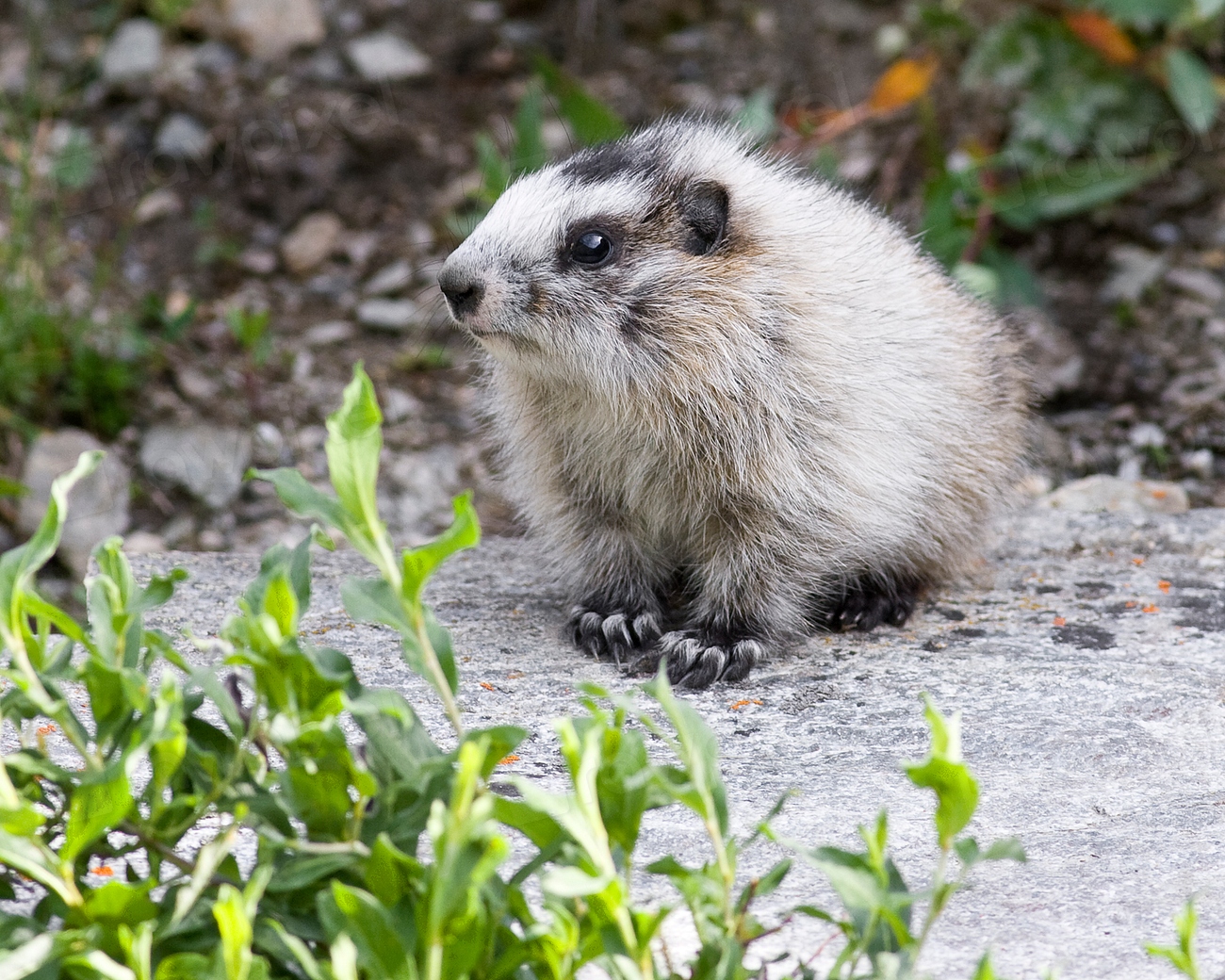 Marmot baby Photo by Ken | Free Photo - rawpixel