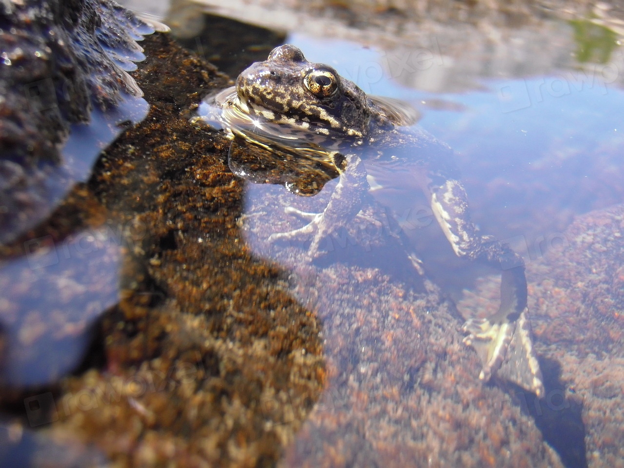 sierra-nevada-yellow-legged-frog-free-photo-rawpixel