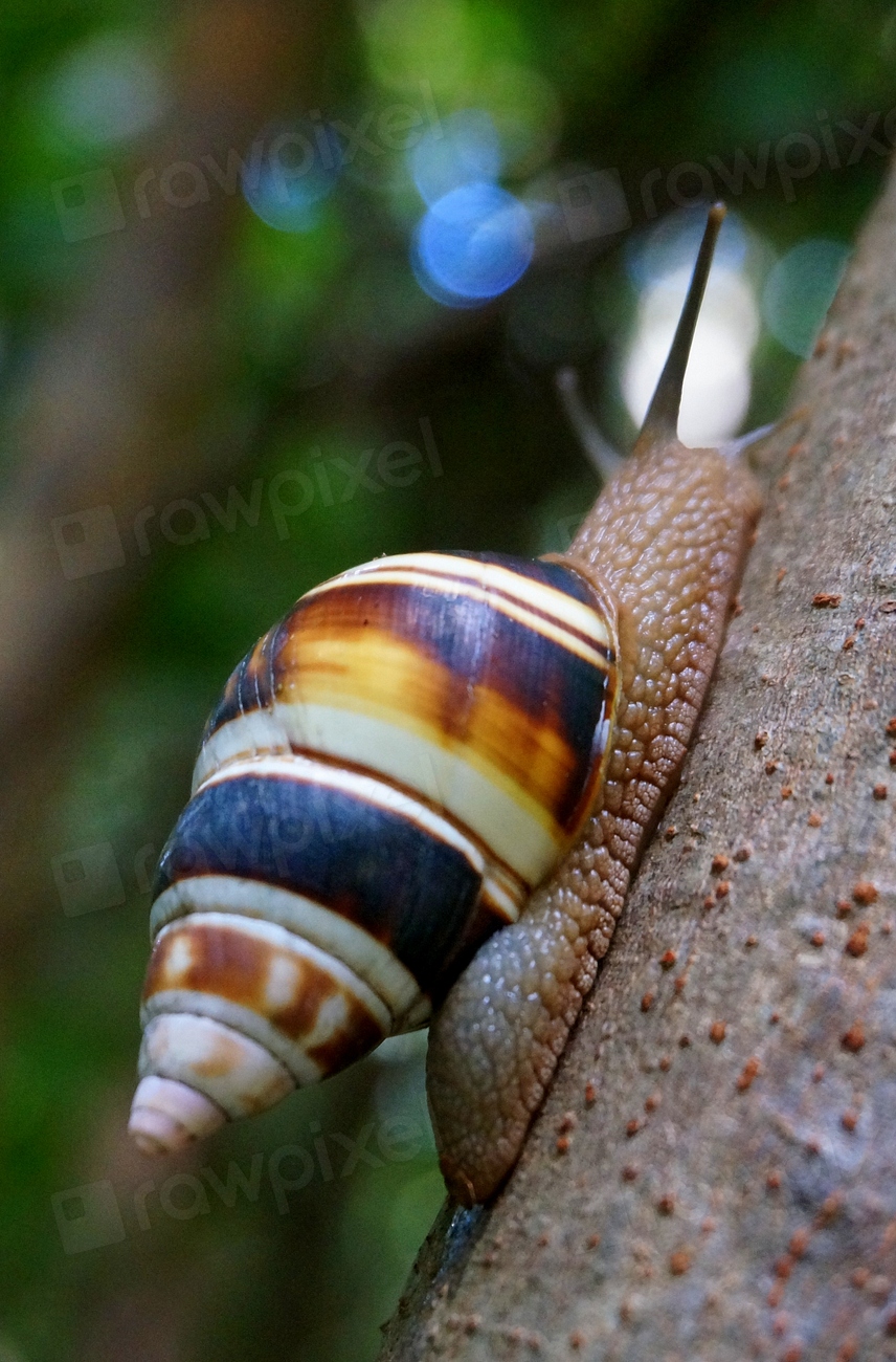 Liguus Tree Snail. Original public Free Photo rawpixel