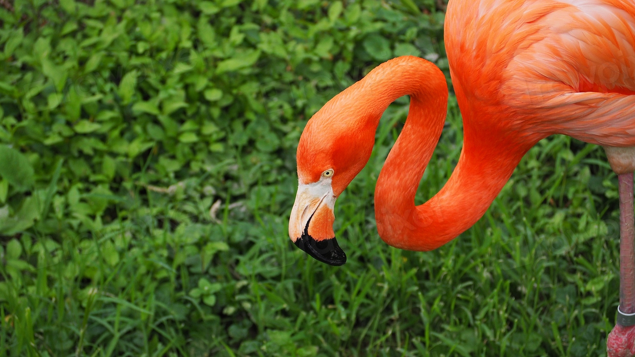 Flamingo on grass field. Free | Free Photo - rawpixel