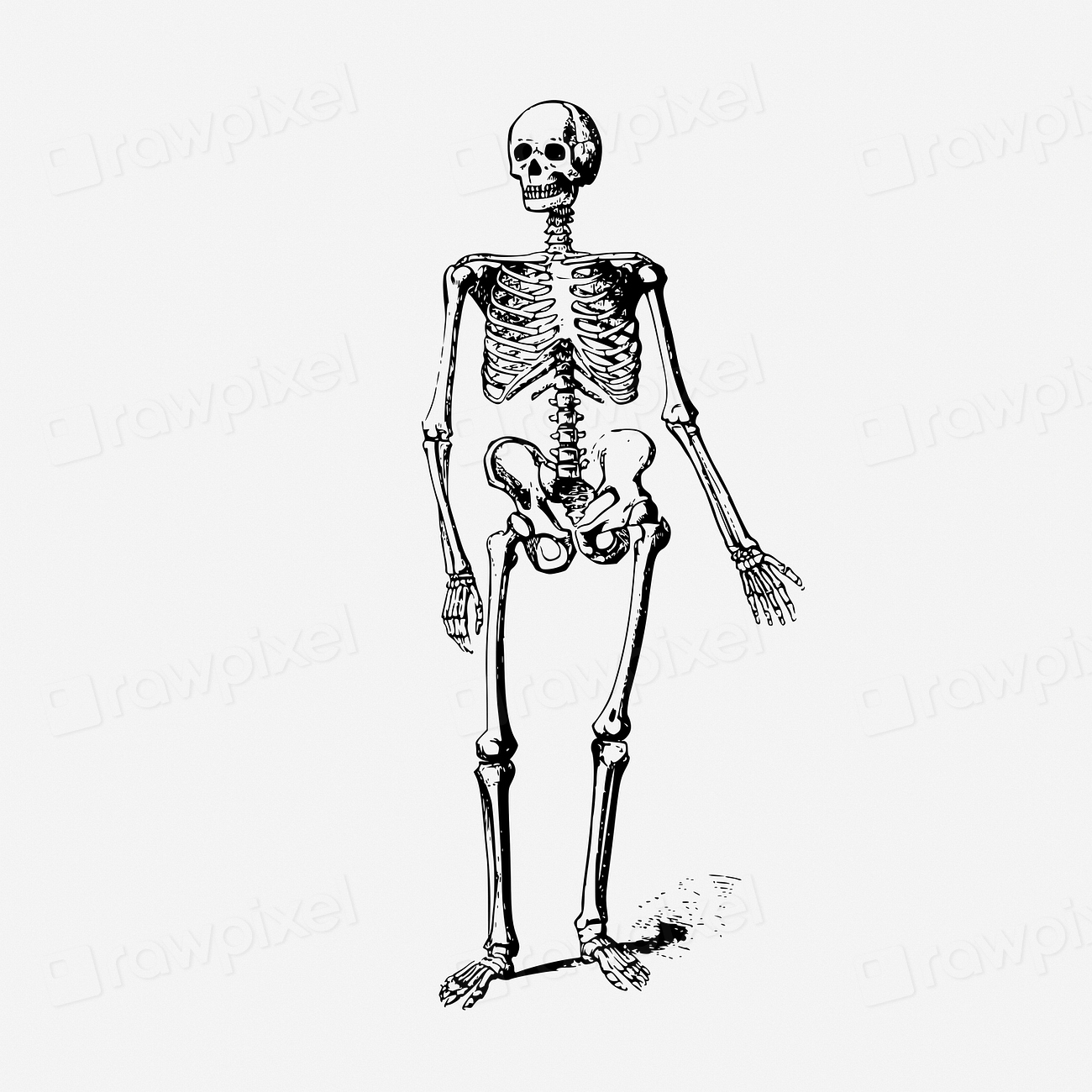 Vintage Human Skeleton, Anatomy Illustration. 