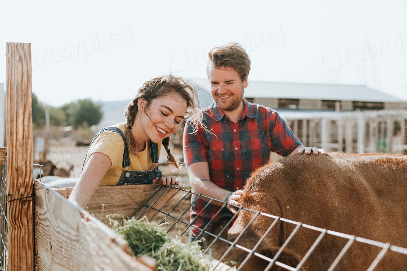 Happy couple feeding cow | Premium Photo - rawpixel