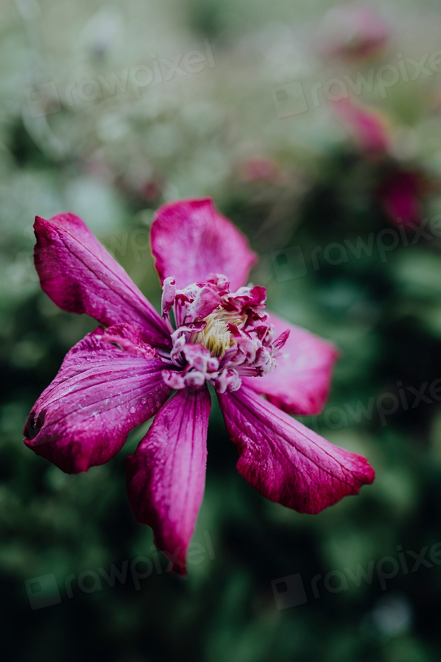 Bright pink clematis flower. Visit Free Photo rawpixel