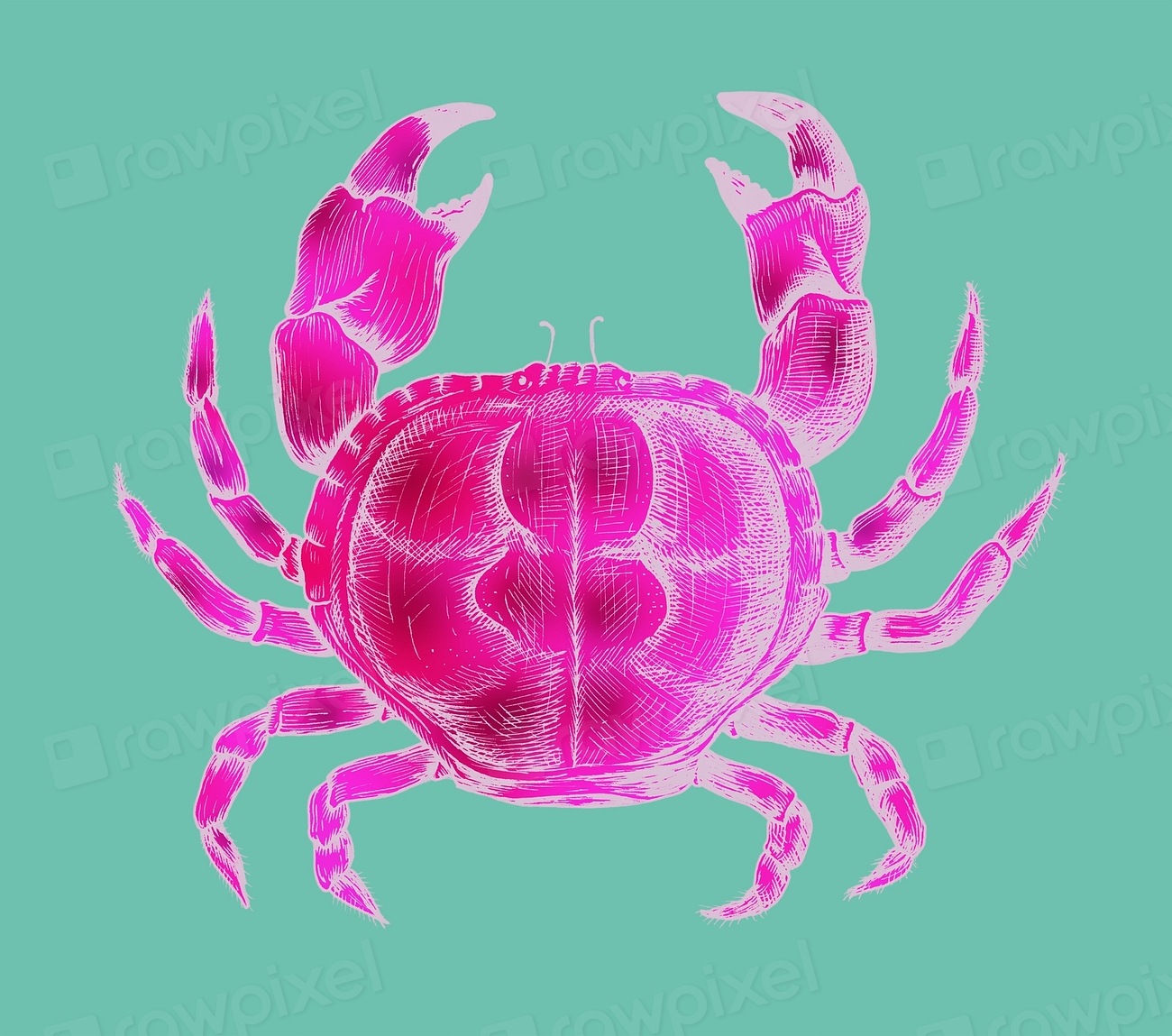 Hand drawn crab isolated Free Photo Illustration rawpixel