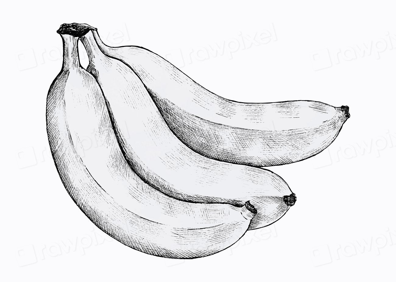 Three hand drawn fresh bananas Premium Vector Illustration rawpixel
