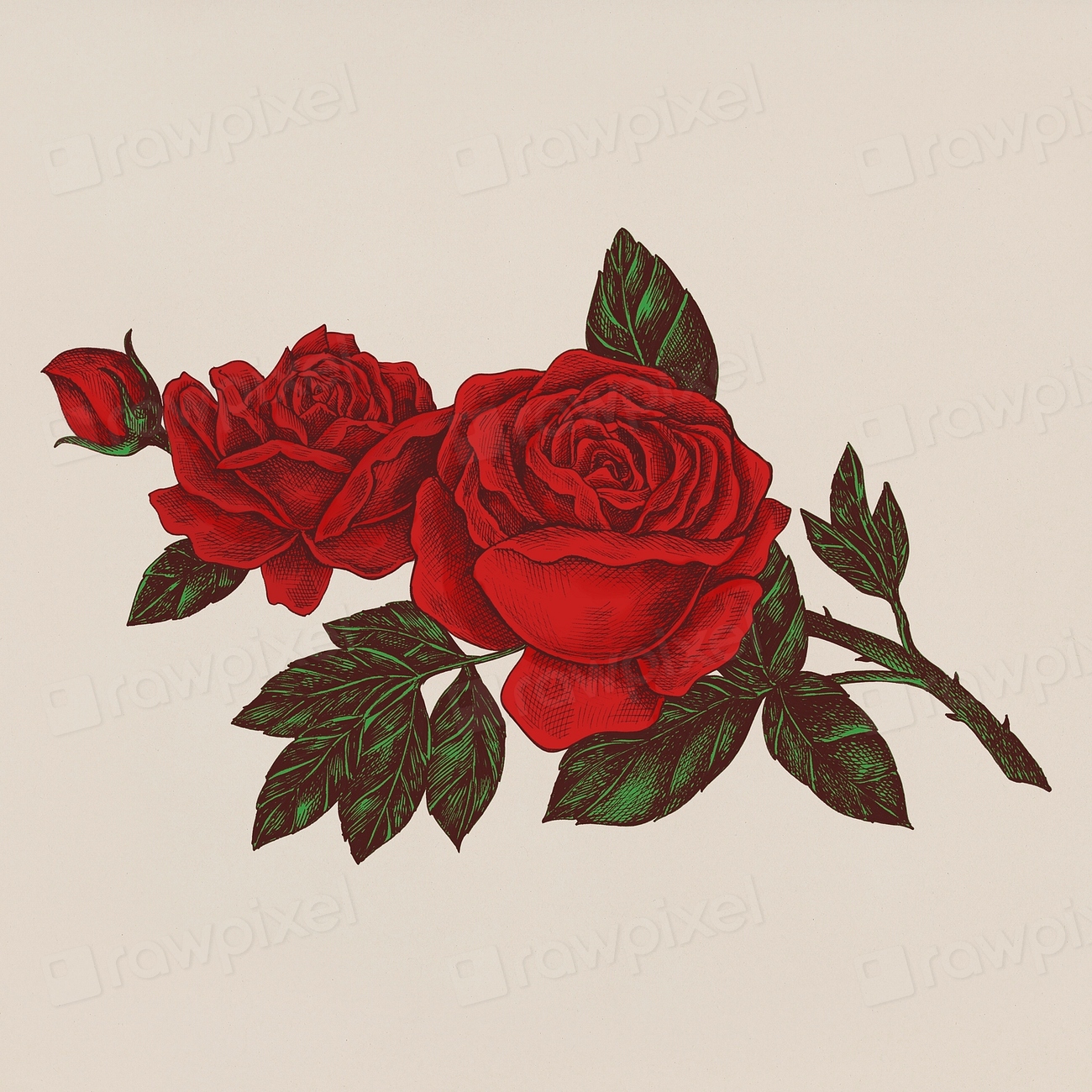 Hand drawn fresh red rose | Free Photo Illustration - rawpixel