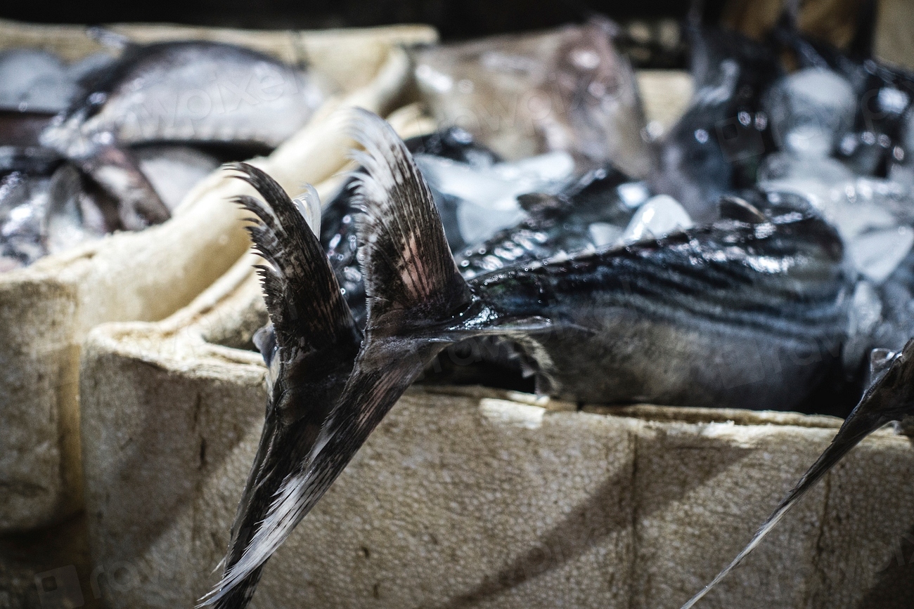 Tuna fish tail Free Photo rawpixel