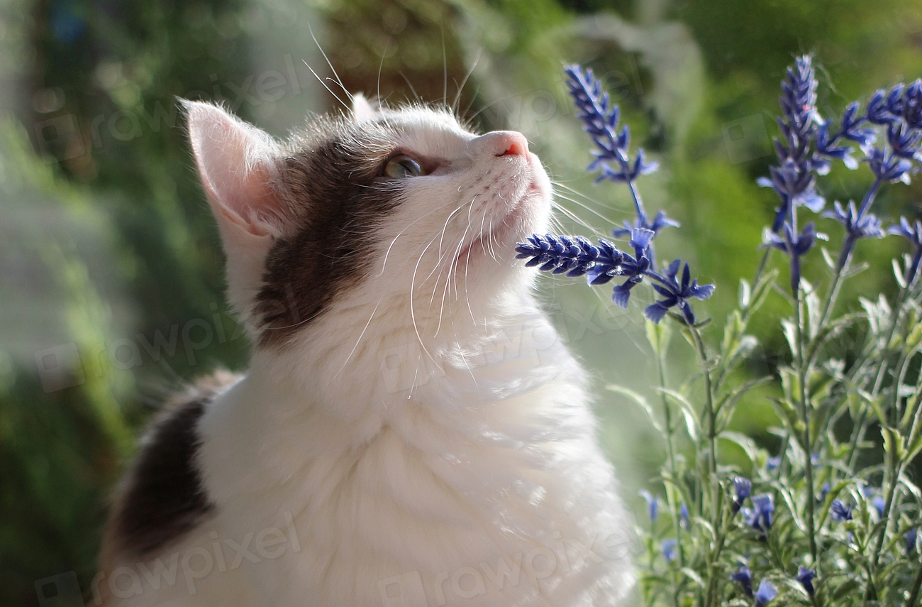 Cat and lavender. Original public Free Photo rawpixel
