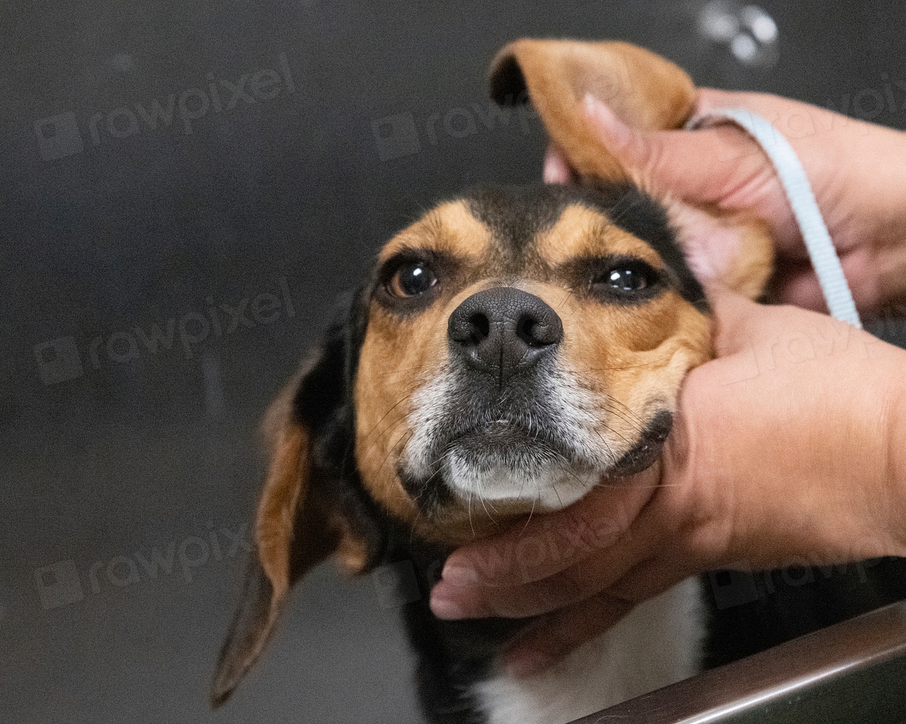 5. Eye and Ear Check (image credits: rawpixel)