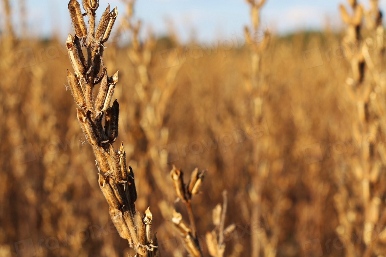 Dried Sesame Seed Pods Ready Free Photo Rawpixel