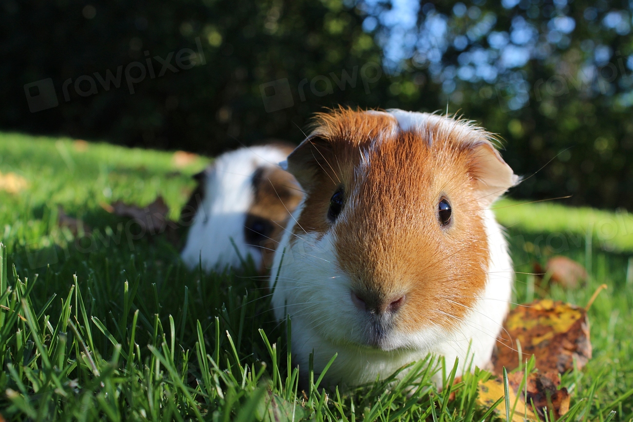 can you keep guinea pigs outside
