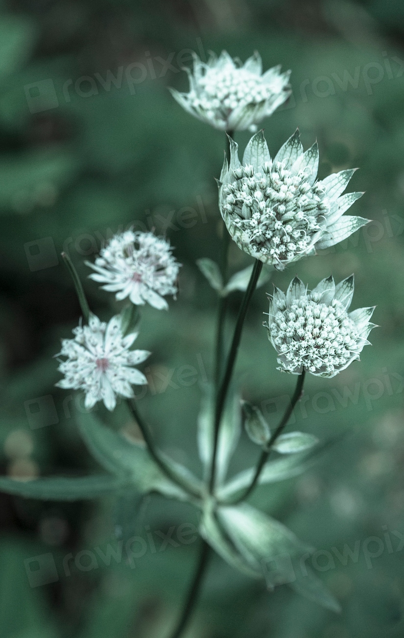 Round white flower. Free Photo rawpixel