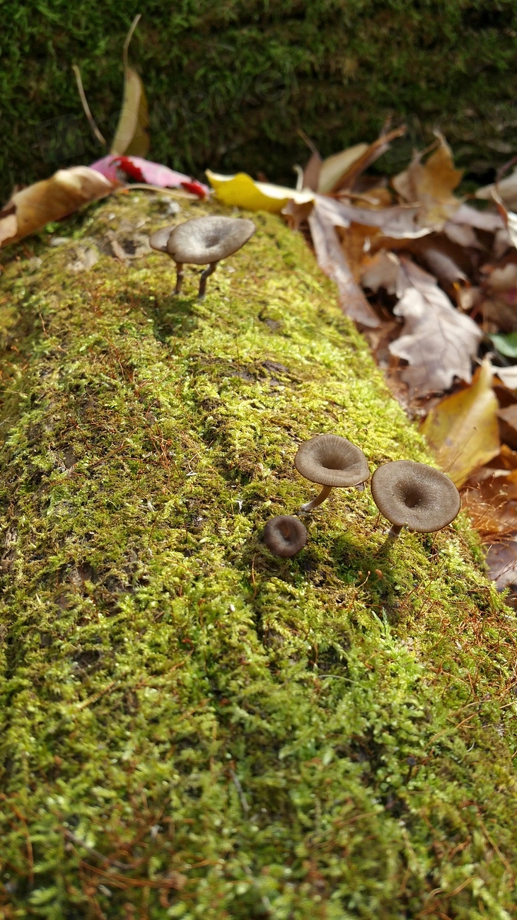 Moss, fungus. Free Photo rawpixel