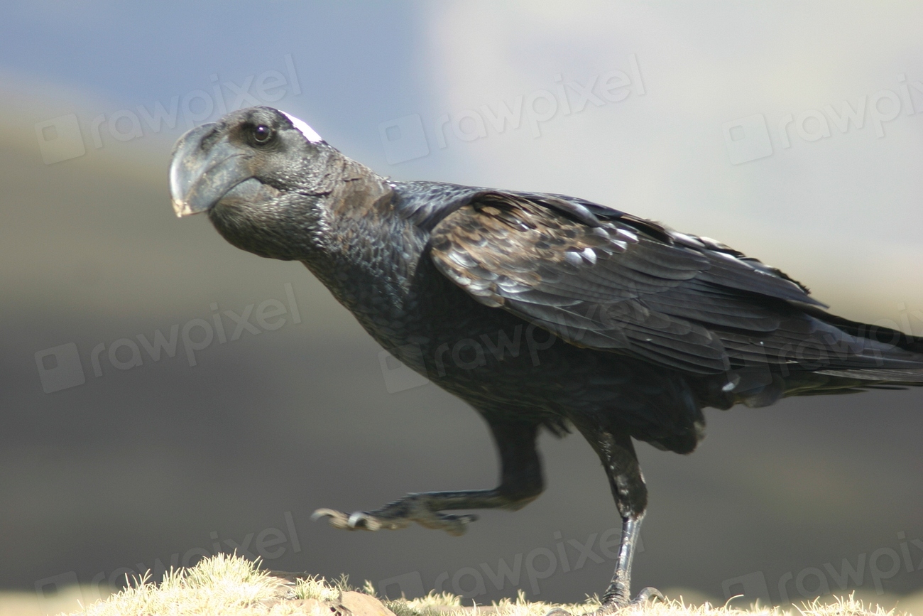 Thick-billed Raven. | Free Photo - rawpixel