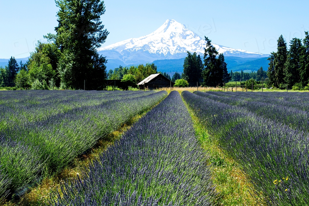 Lavender Valley, Mt. Hood, Oregon. Free Photo rawpixel