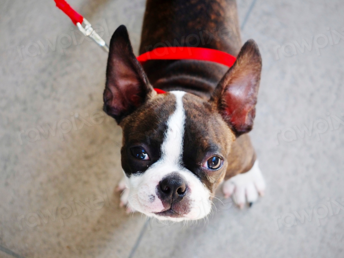 What Kind Of Food Do You Give Your Boston Dog?