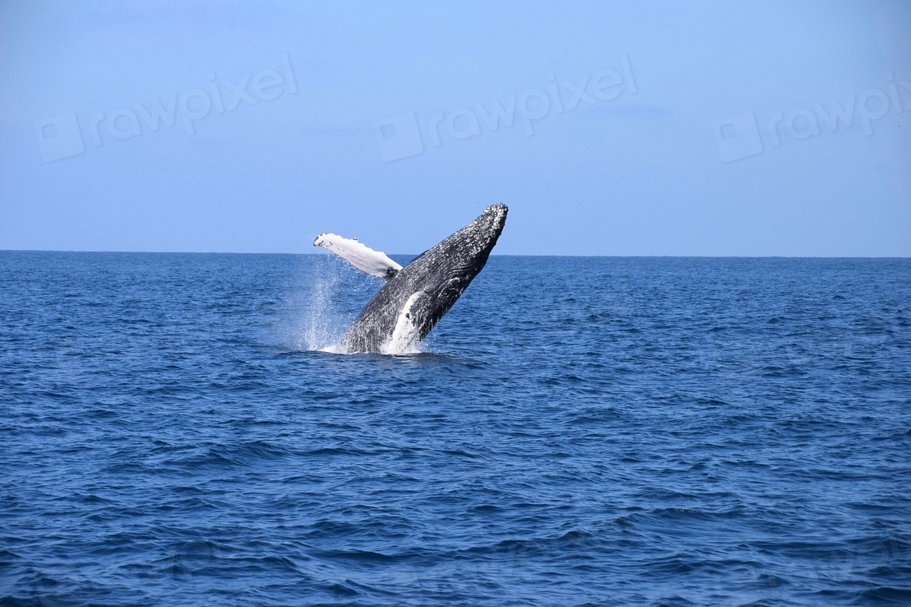 Humpback whale jumping backwards. Free | Free Photo - rawpixel