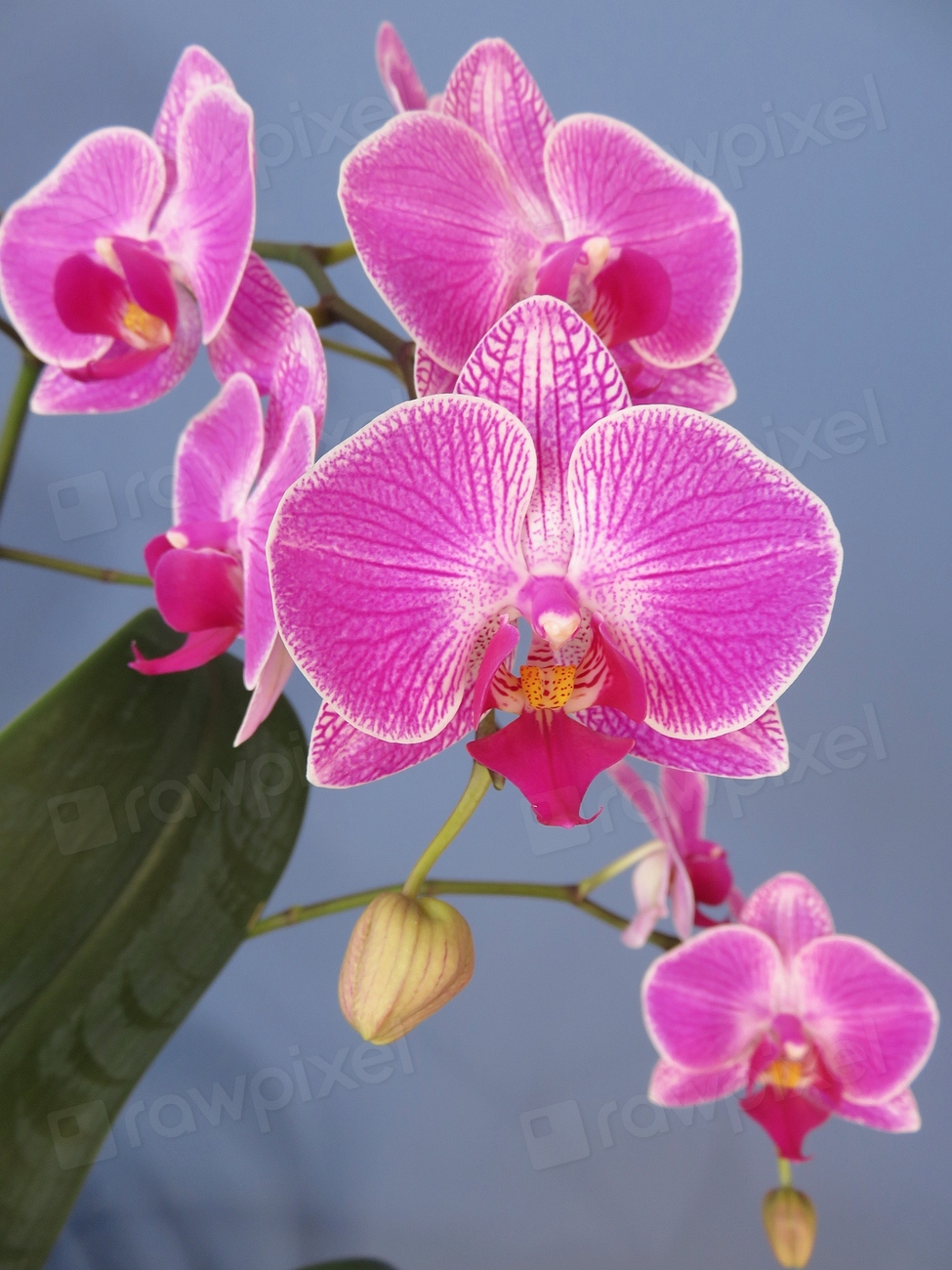 Pink moth orchid. Free public Free Photo rawpixel