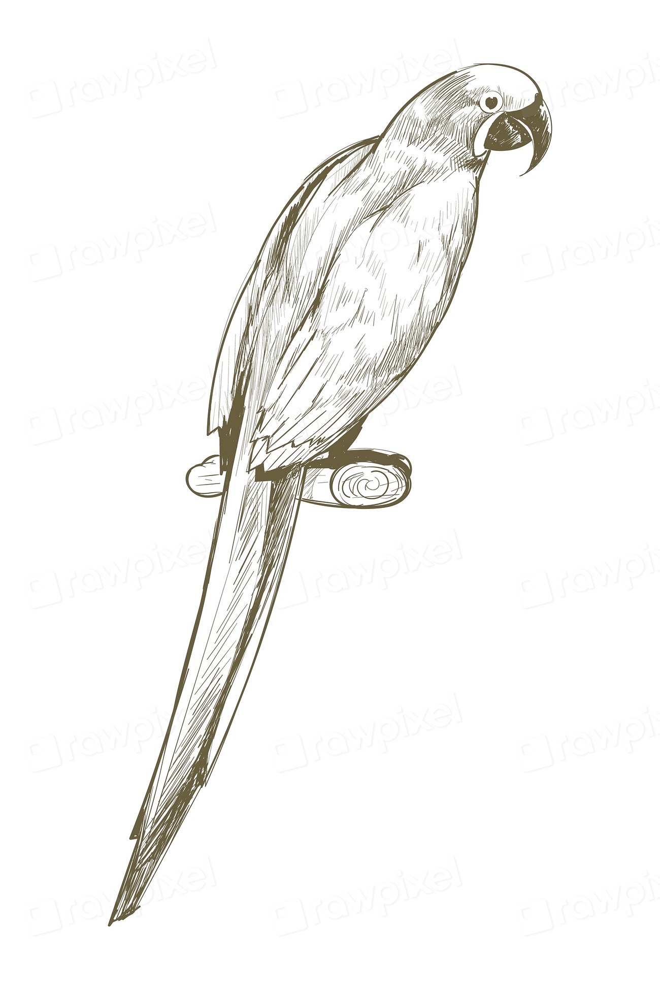 Illustration drawing style of parrot | Premium Vector Illustration ...