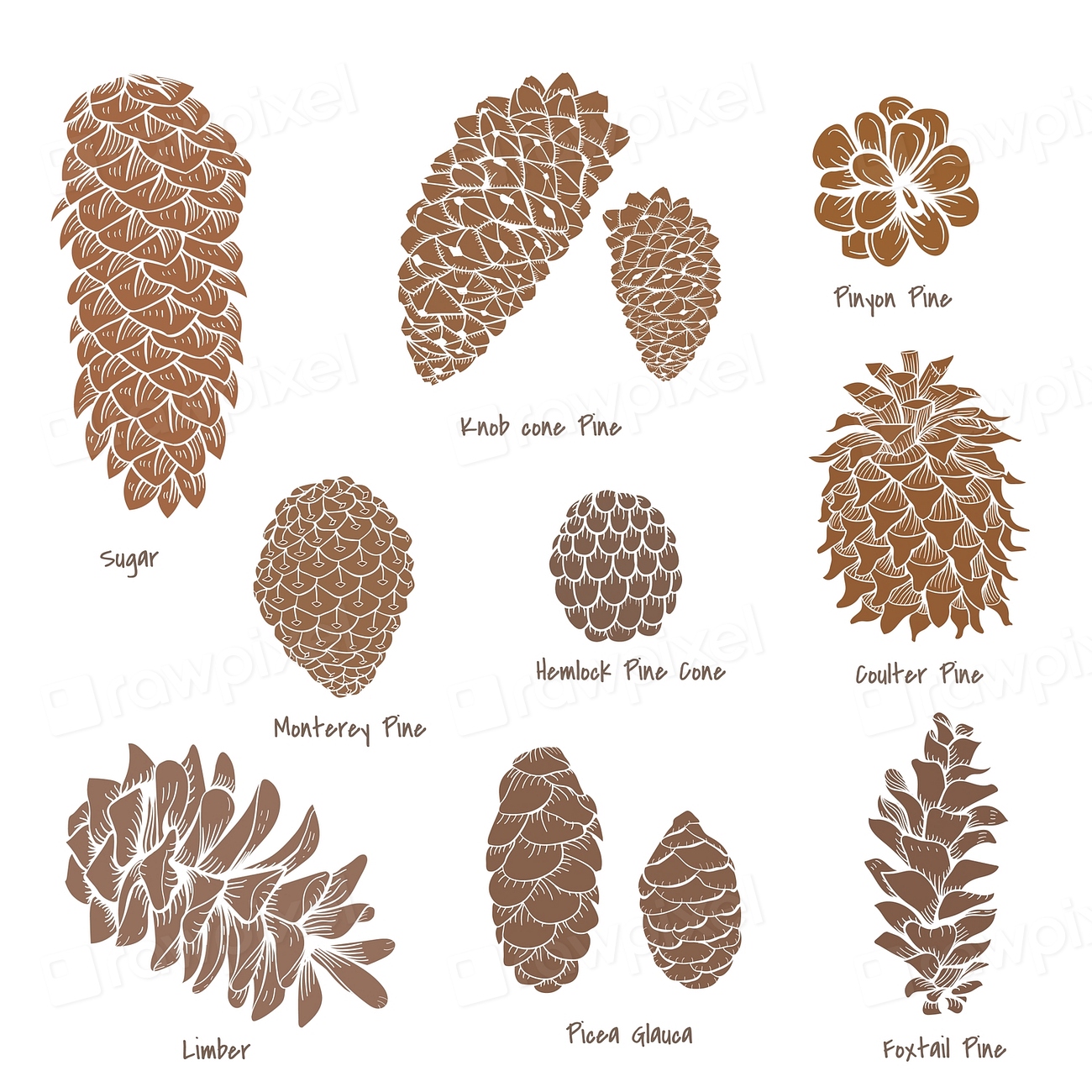 Vector Of Pinecone Collection 