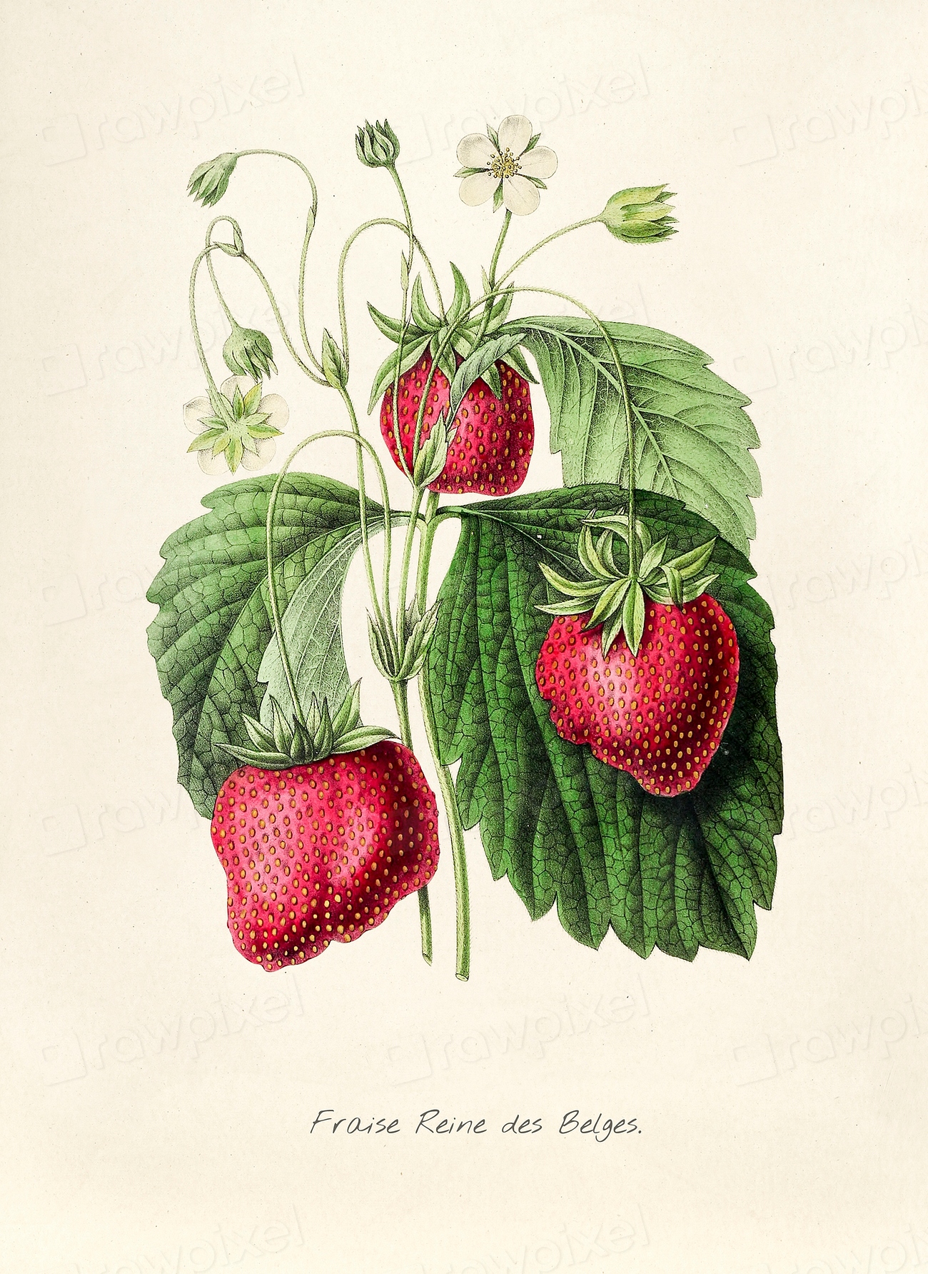 Antique Illustration Fraise Reine Des 