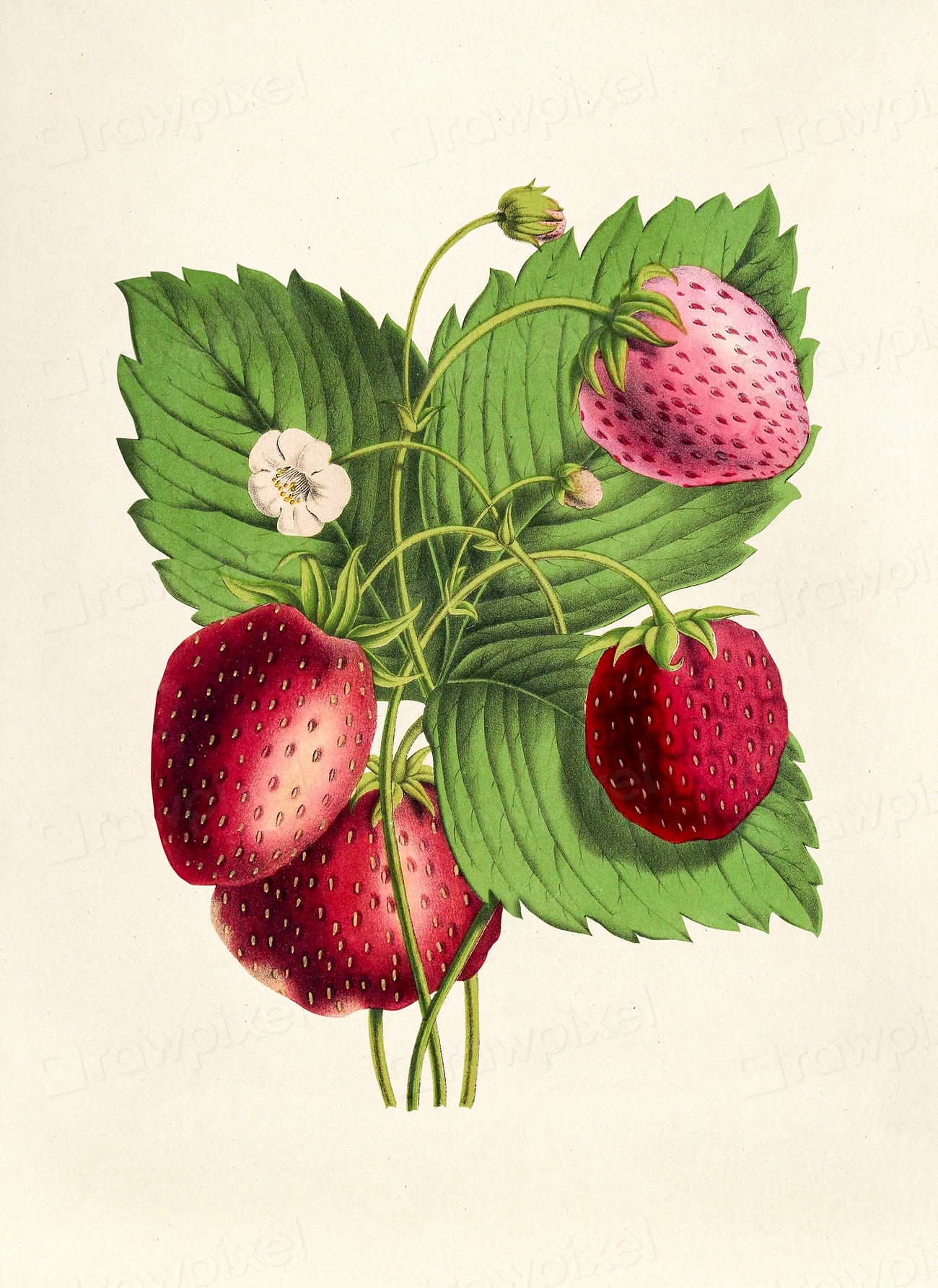 Antique illustration of fraises | Premium Photo Illustration - rawpixel