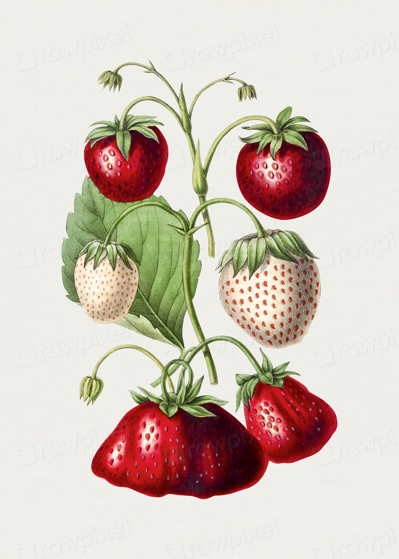 Antique illustration of fraises | Premium PSD Illustration - rawpixel