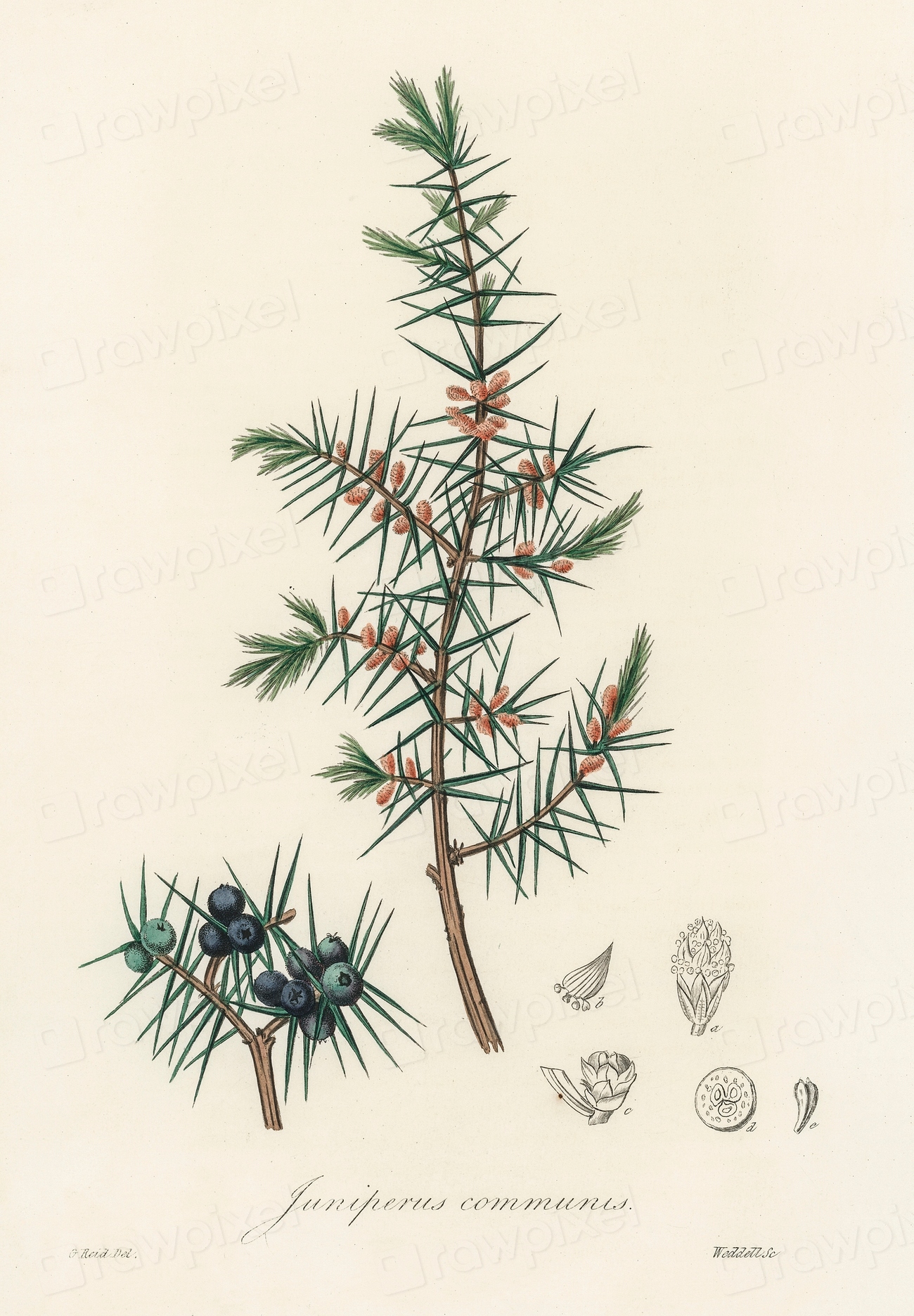 Common juniper (Juniperus communis) illustration. | Free Photo ...