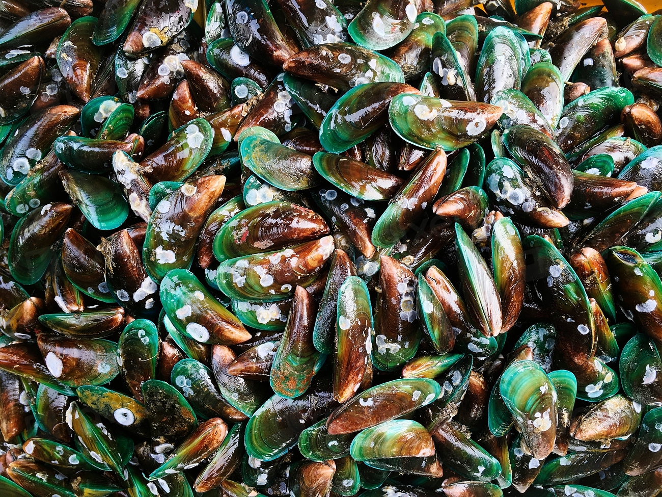 Lots of mussels Free Photo rawpixel
