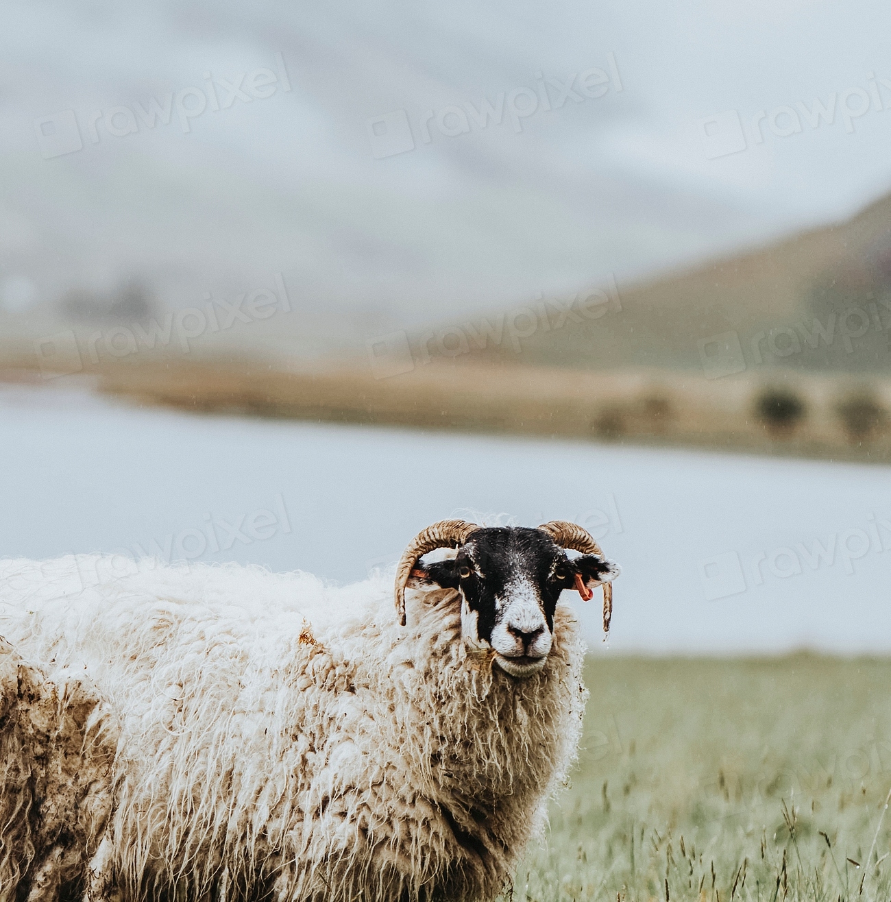 Scottish Blackface Sheep At Talisker Free Photo Rawpixel   CzNmcy1wcml2YXRlL3Jhd3BpeGVsX2ltYWdlcy93ZWJzaXRlX2NvbnRlbnQvbHIvcC00MDgtamFja2Fuc3RleS1ycC1tYXkyMDE5LTAwNDAtZXllLmpwZw 