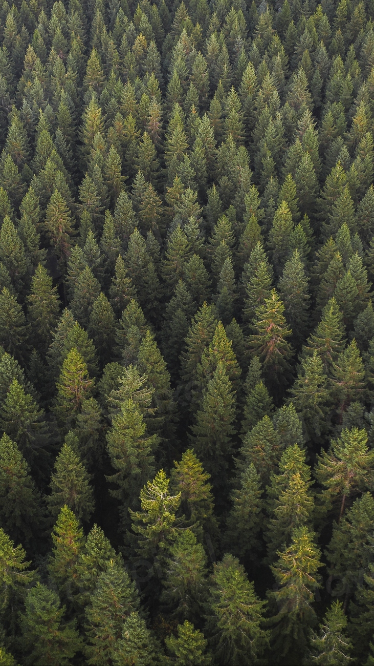 Nature iPhone wallpaper, pine forest | Free Photo - rawpixel