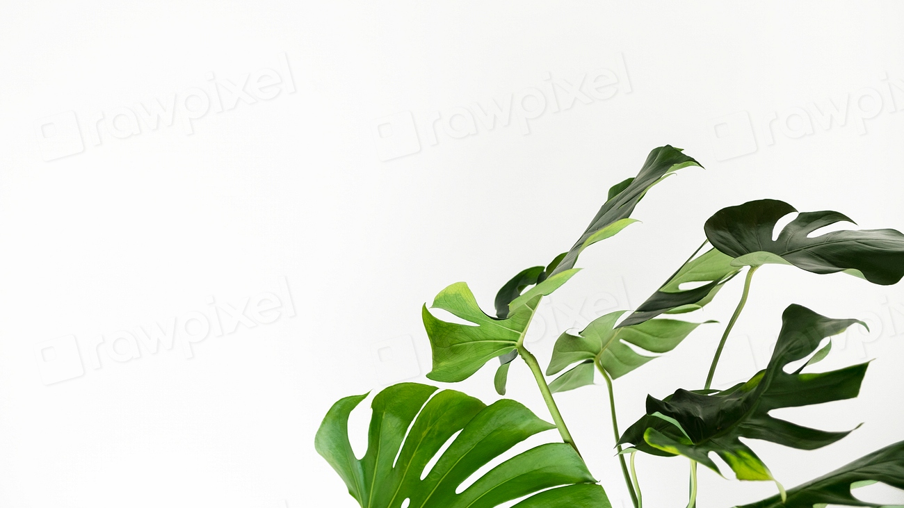 95+ Cute Aesthetic Minimalist Plant Wallpaper Desktop Draft