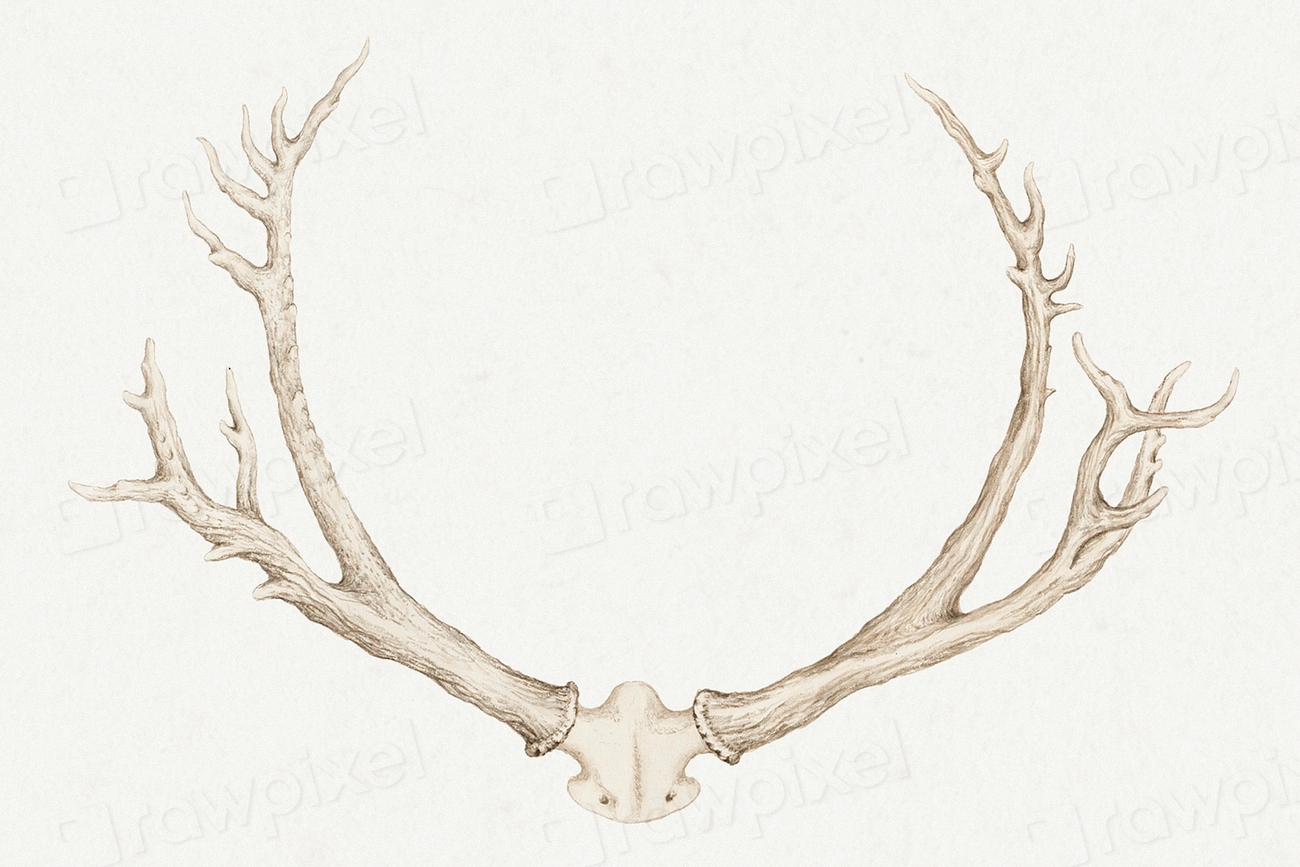 Vintage hand drawn deer antlers | Premium PSD - rawpixel