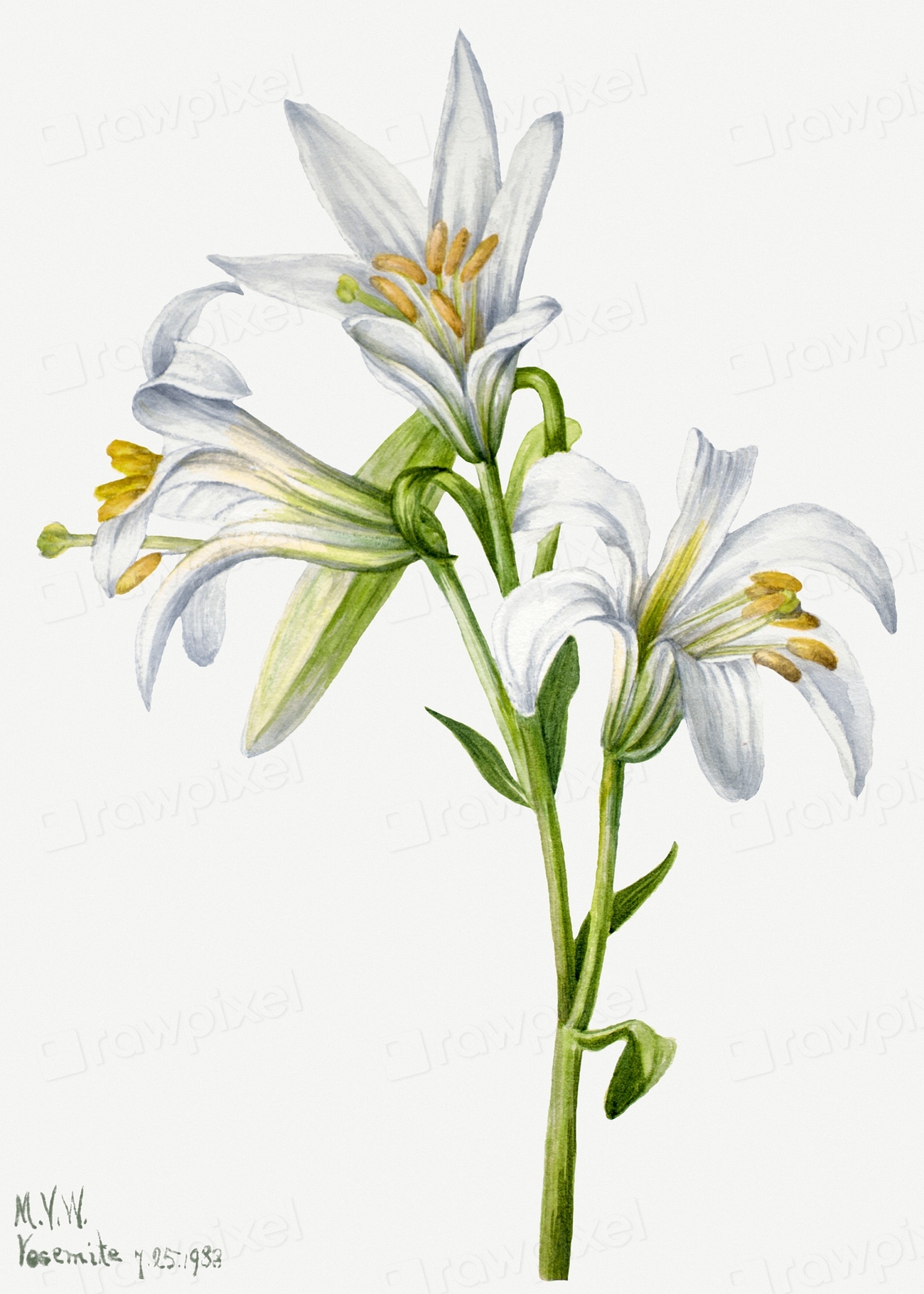 Washington Lily (Lilium washingtonianum) (1933) | Free Photo ...