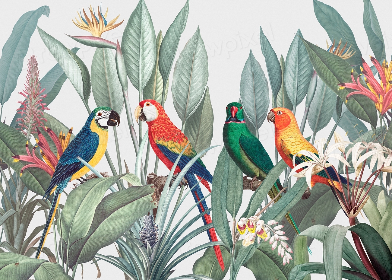 Colorful macaws tropical background illustration | Premium PSD - rawpixel