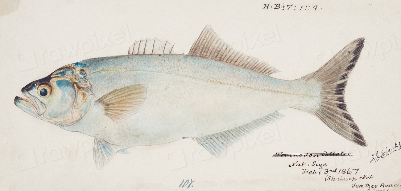 Antique fish possibly pomatomus saltatrix | Free Photo Illustration ...