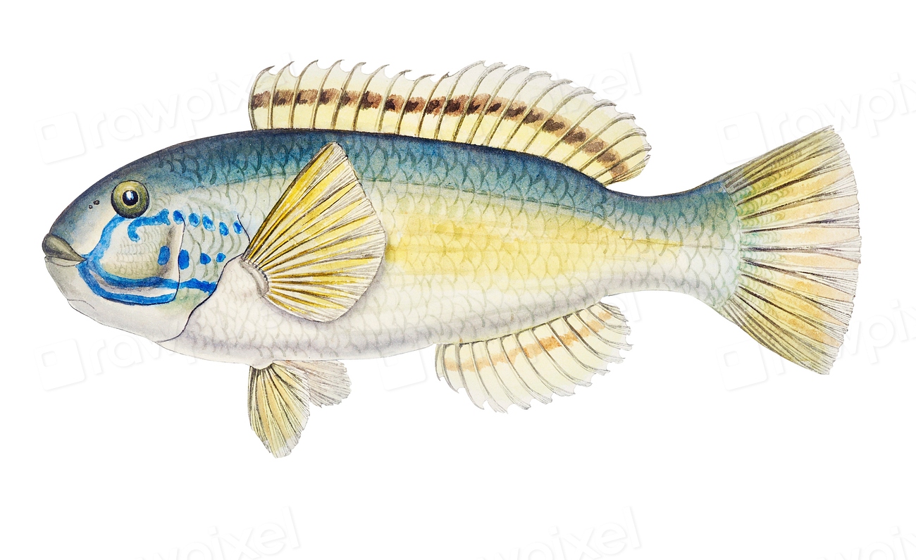 Drawing of antique fish Possibly | Premium PSD Illustration - rawpixel