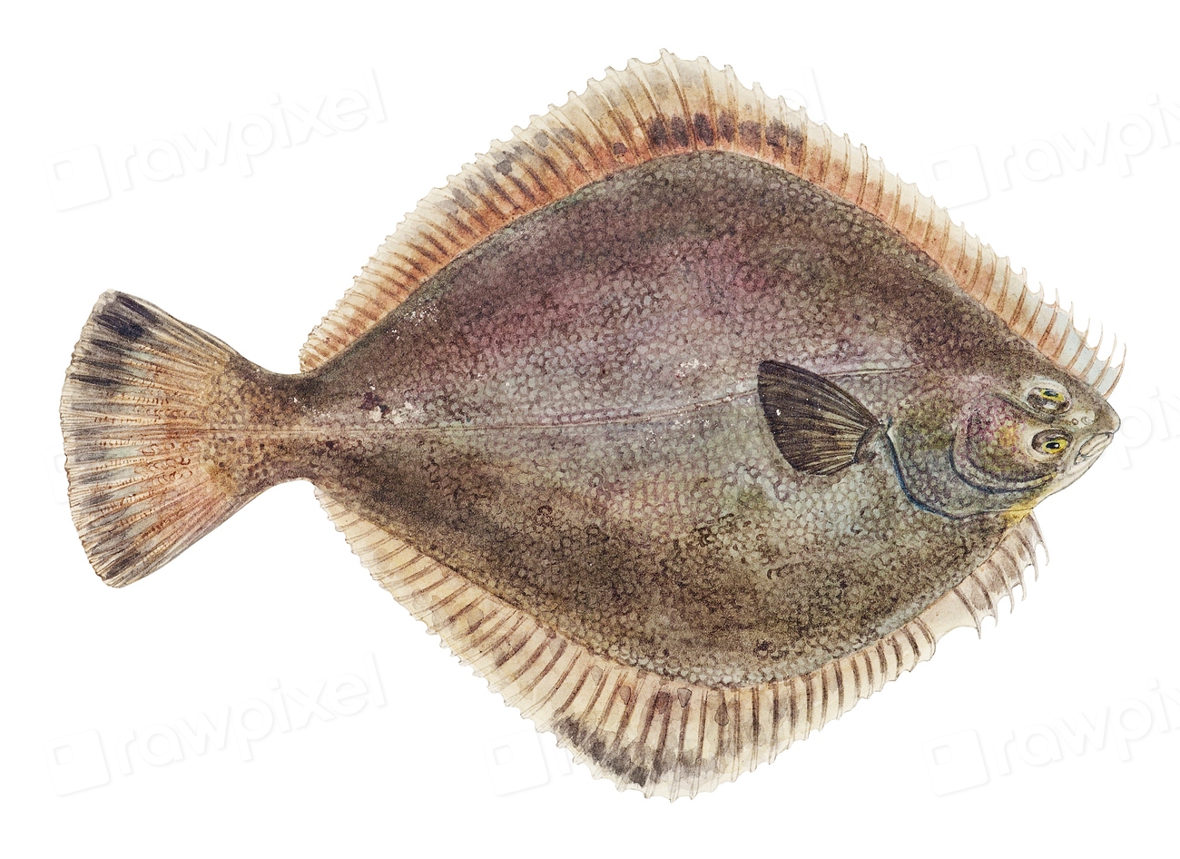 Drawing antique fish Rhombosolea tapirina: | Premium PSD - rawpixel