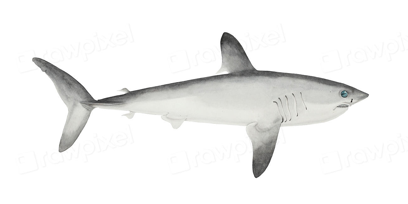 Сельдевая акула рисунок
