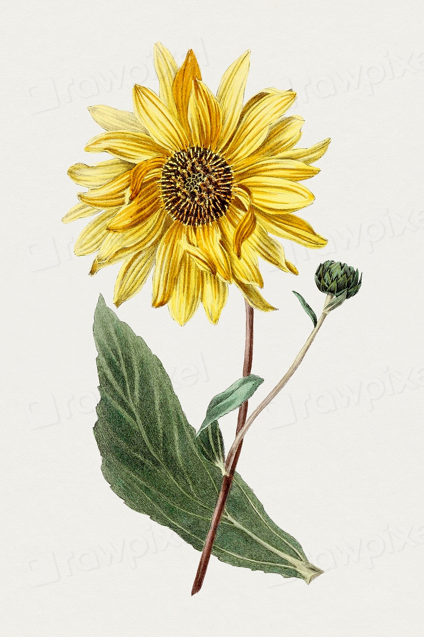 Hand drawn sunflower. Original Biodiversity Free Photo Illustration
