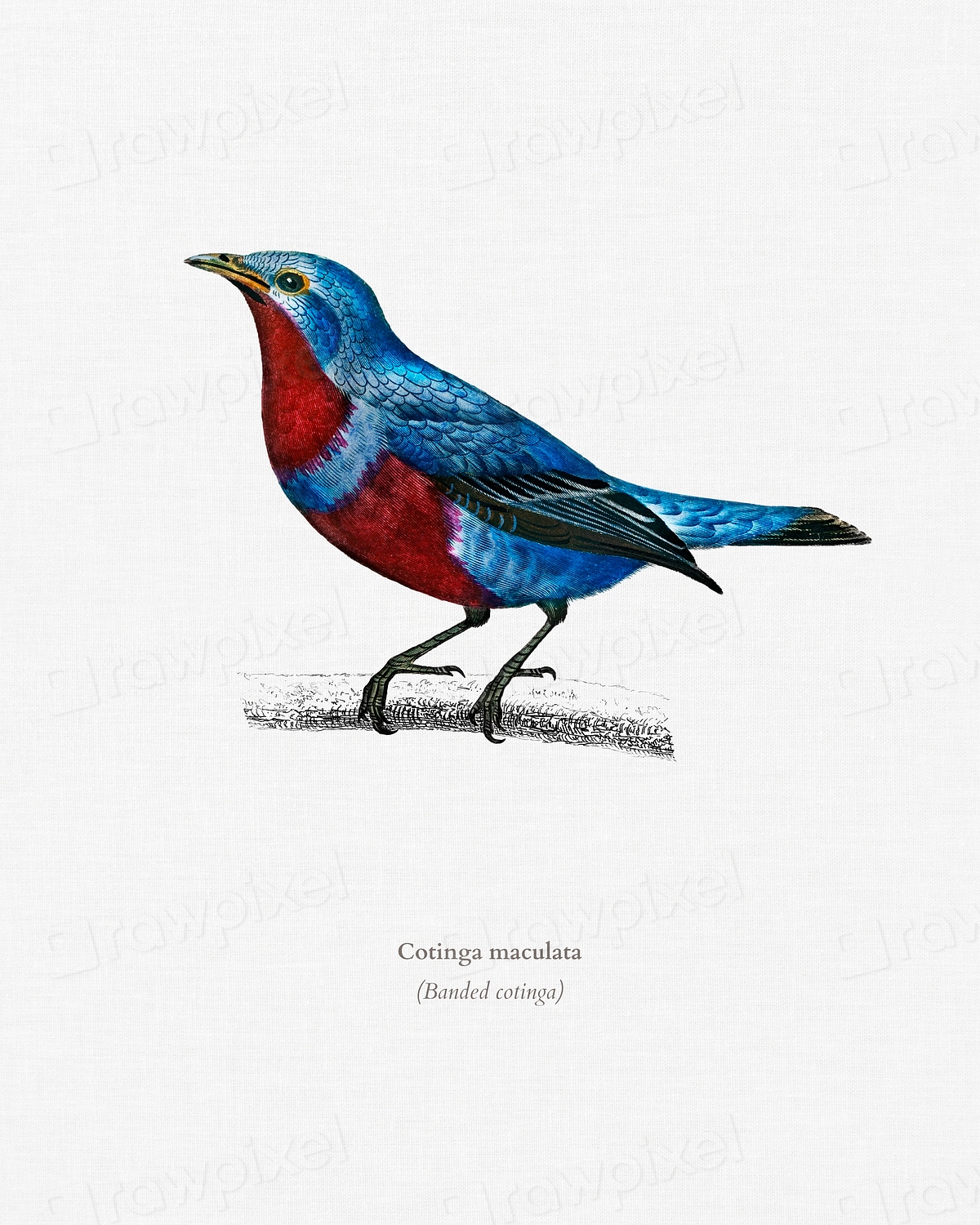 Banded cotinga (Cotinga maculata) illustrated | Premium Photo ...