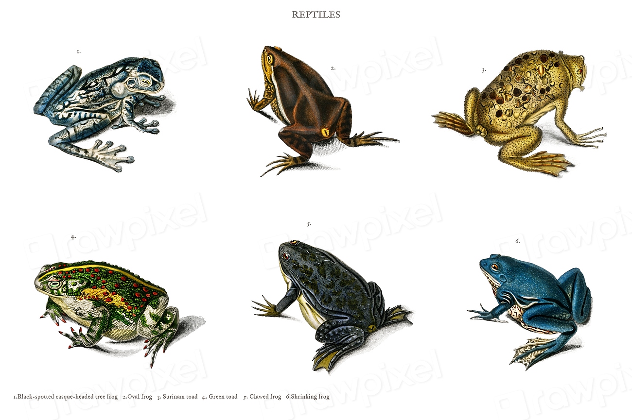 Different types frogs illustrated Charles | Premium Photo - rawpixel