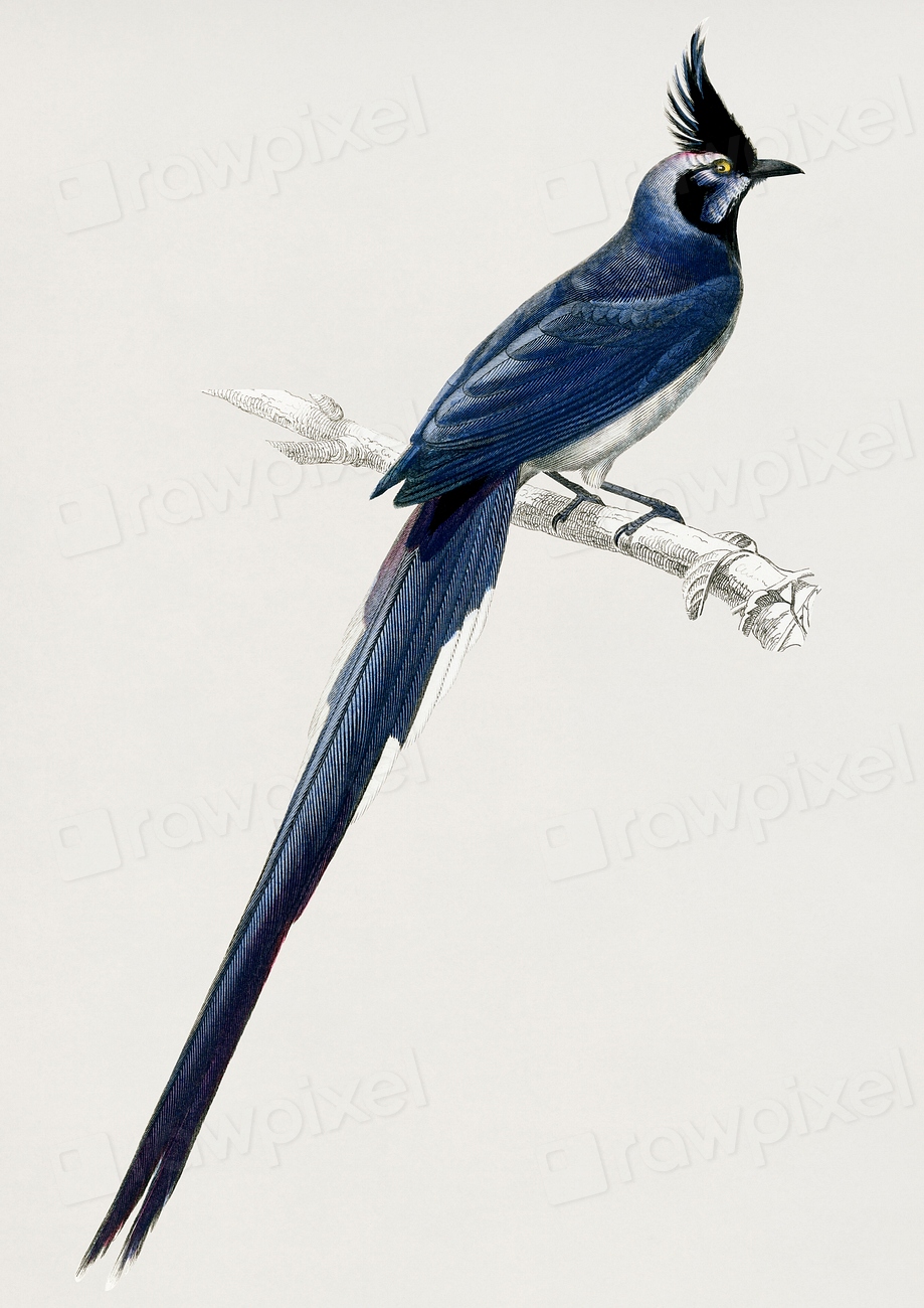 Vintage Illustration of Black-throated magpie-jay | Premium PSD