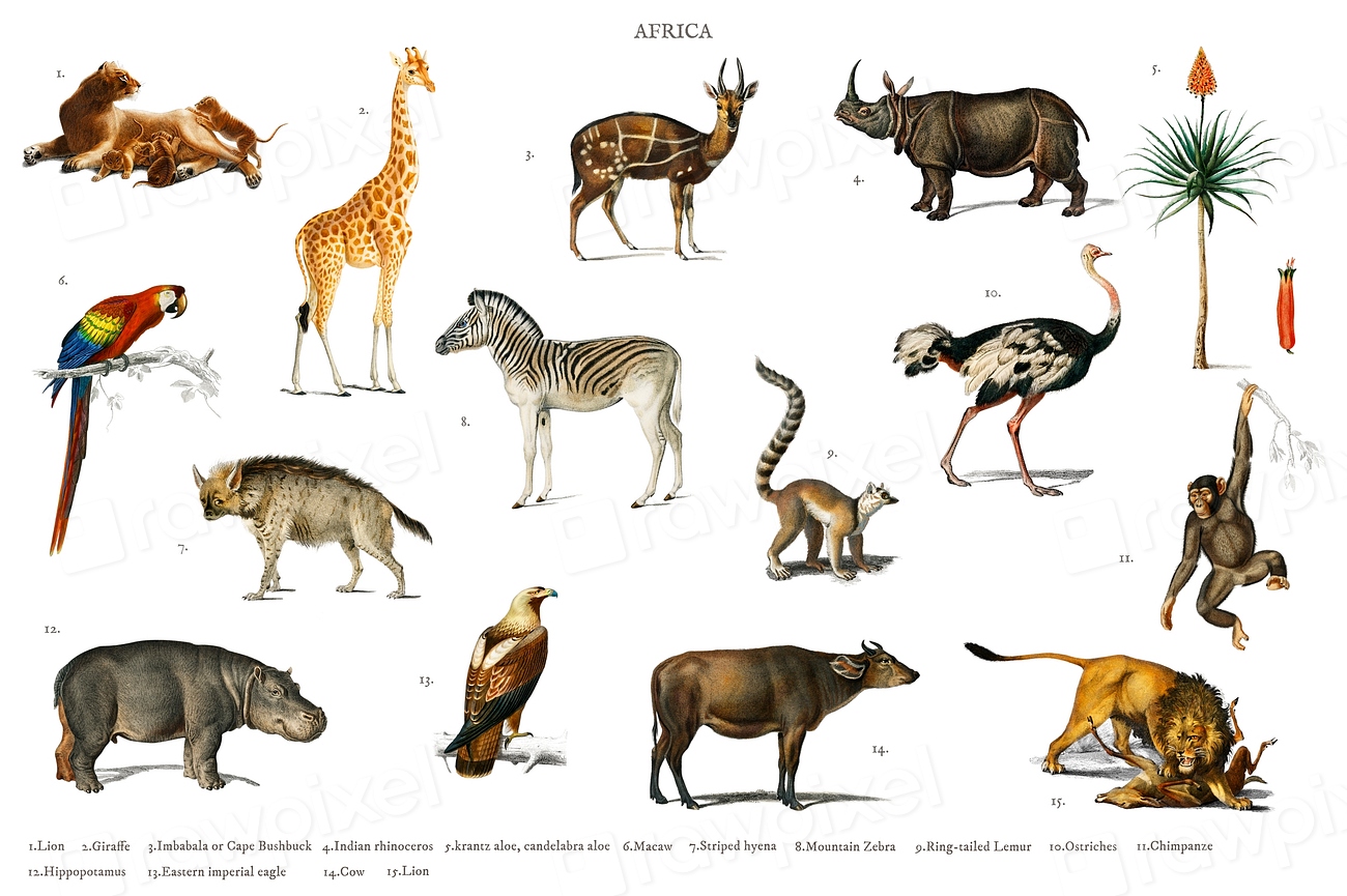 Different types animals illustrated Charles Premium PSD rawpixel