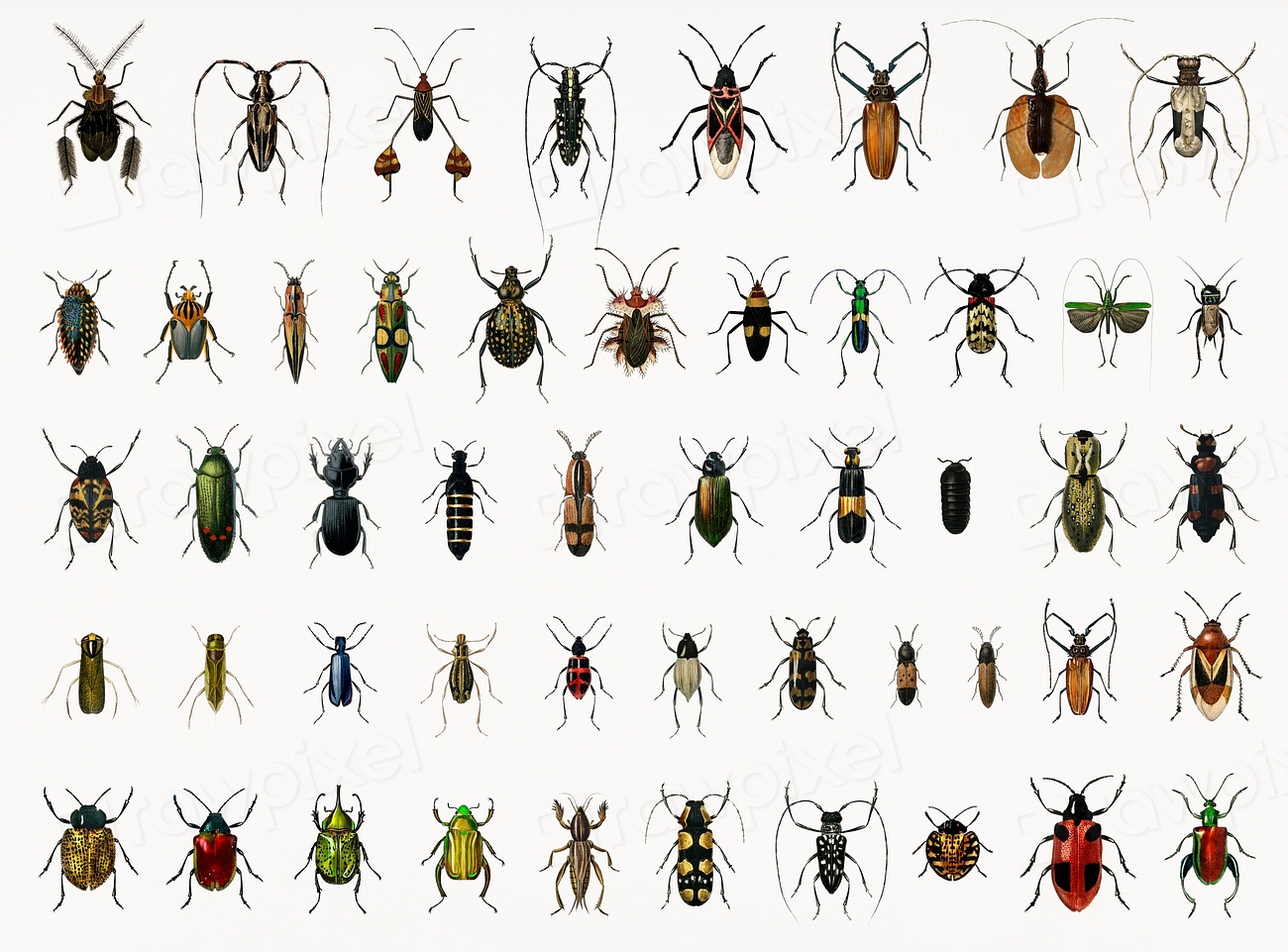 Different types of insects illustrated | Premium PSD - rawpixel