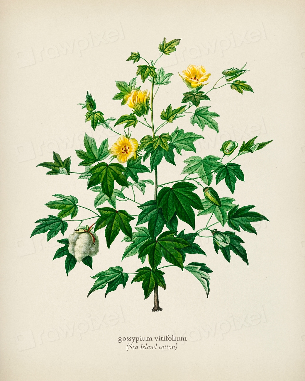 Sea Island cotton (gossypium vitifolium) Premium Photo rawpixel