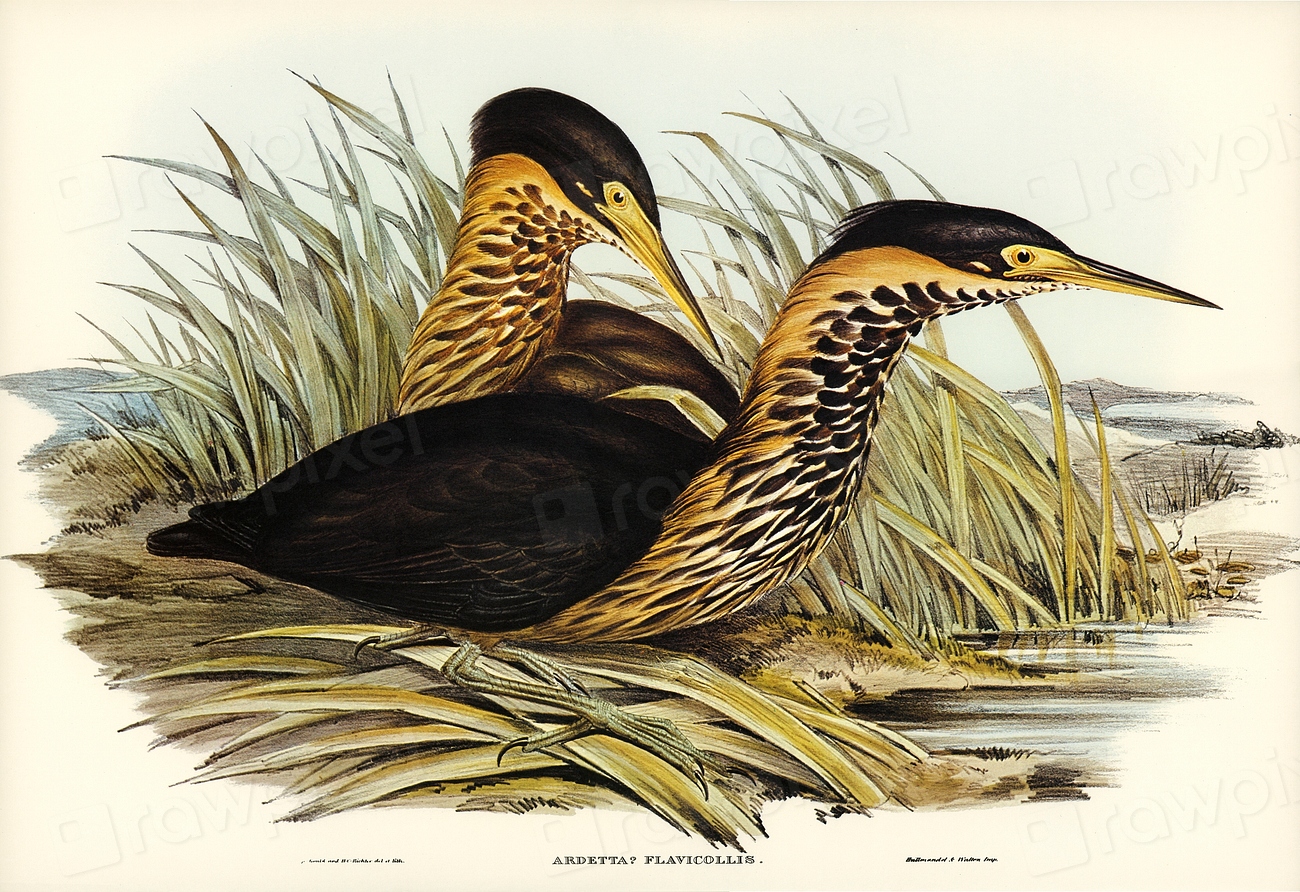 Yellow-necked Bittern (Ardetta flavicollis) illustrated | Free Photo ...