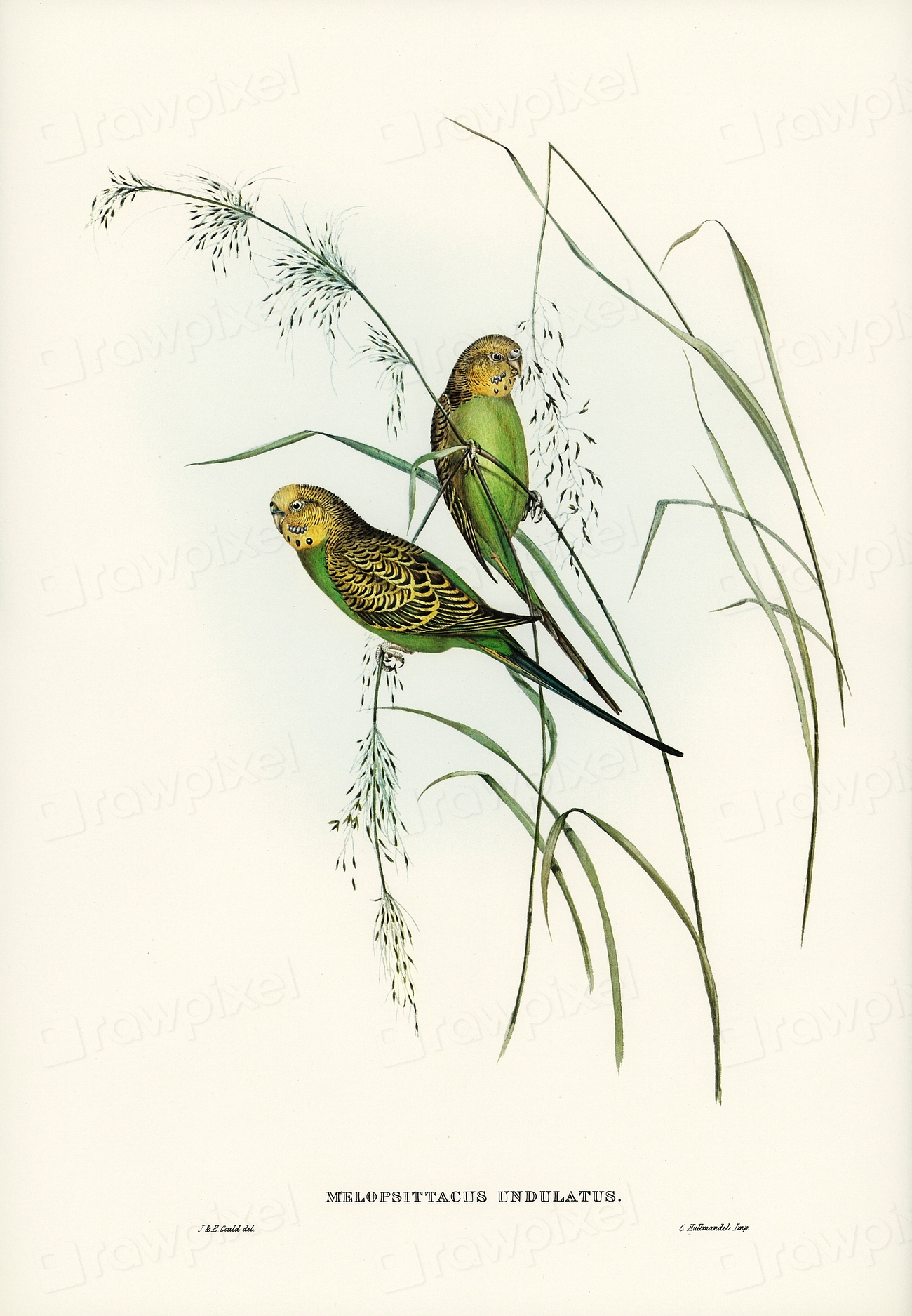 Warbling GrassParakeet (Melopsittacus undulatus) illustrated Free