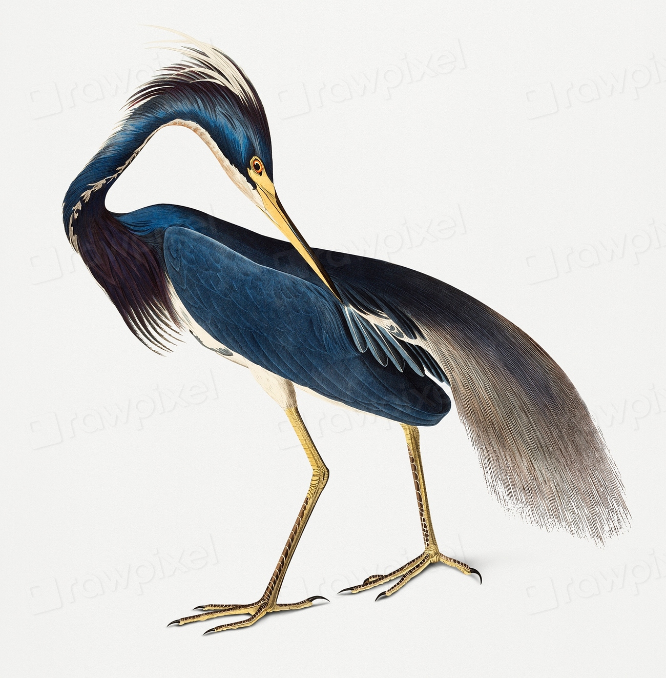 Vintage Illustration Of Louisiana Heron. 