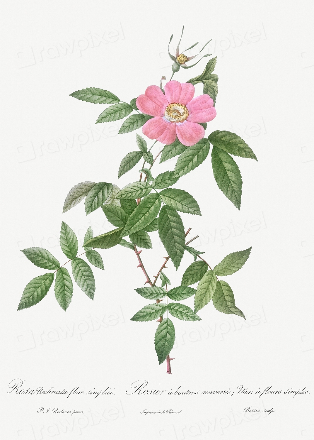 Boursault Rose, Rosa reclinata flore | Free Photo Illustration - rawpixel